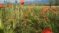 Pegunungan dibelakang perkebunan makin menambah eksotis pemandangan kebun Farm Tomita.
