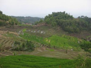 Permadani Hijau Desa di Lereng Gunung Slamet