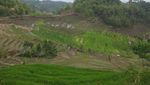 Permadani Hijau Desa di Lereng Gunung Slamet