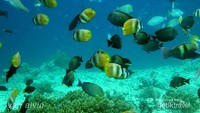Keindahan dunia bawah laut di Gili Air