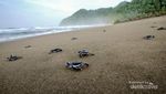 Pesona 3 Pantai Cantik di Banyuwangi