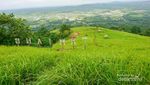 Pesona Alam Bukit Tamiang di Kalimantan