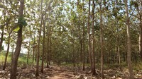 Kawasan hutan jati