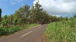 Pesona Alam Bukit Teletubbies Gunungkidul