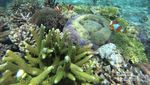 Pesona Bawah Laut Gili Ketapang yang Jarang Orang Tahu