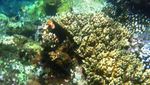 Pesona Bawah Laut Pantai Bangsring, Saingannya Raja Ampat