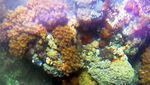 Pesona Bawah Laut Pantai Bangsring, Saingannya Raja Ampat