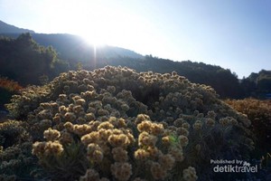 Pesona Bunga Abadi di Gunung Papandayan