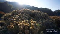 Hamparan Edelweiss sepanjang mata memandang di Tegal Alun