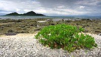 Tepi pantai Lhok Seudu yang dipenuhi batu dan karang mati.