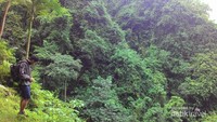 Alam yang hijau di kawasan air terjun