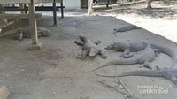 Pulau Rinca tempat komodo bersantai saat siang hari
