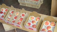 Buah Momo yang manis dan lembut