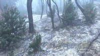 Suasana kabut yang turun di hutan mati