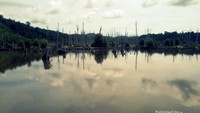 Bekas hutan rawa Calang, yang hancur karena Tsunami