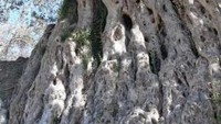 Pohon zaitun (olive tree) besar yang berumur ratusan tahun