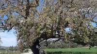 Ikon Contrada Muti yaitu Pohon Oak (Quercus Amplifolia) berukuran besar yang terkenal dengan legendanya.