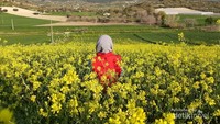 Hamparan bungan canola berwarna kuning yang kontras dengan padang rumput disekitarnya bisa kamu nikmati di musim semi.