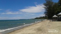 Banyak pohon pinus di pinggir pantai