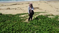 Eloknya Pantai Pringjono