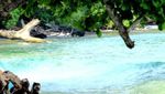 Pesona Pantai Tanjung Setia di Lampung