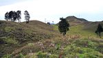 Pesona Sabana di Puncak Gunung Prau