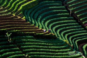 Pesona Terasering Panyaweuyan Majalengka dalam Bidikan Kamera