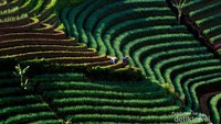 Pemandangan terasiring di Objek Wisata Terasiring Panyaweuyan