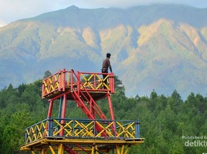 Pesona Tersembunyi Hutan Pinus Kragilan di Magelang