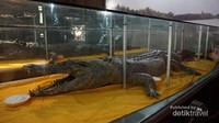 Buaya Sangatta