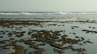 Karang di Pantai Pok Tunggal