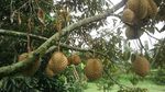 Pesta Durian Akhir Pekan di Warso Farm, Mantap!
