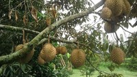 Durian di Warso Farm (Sancelim/dTraveler)