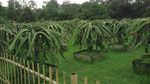 Pesta Durian Akhir Pekan di Warso Farm, Mantap!