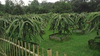 Perkebunan buah Naga di Warso Farm (Sancelim/dTraveler)