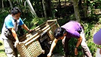 Durian yang matang