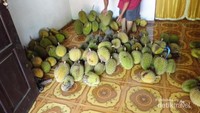 Banyak durian yang akan dijual