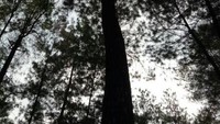 Rimbunnya Pohon Pinus