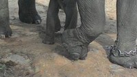 Bayi gajah yang lucu