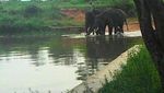 Petualangan Akhir Pekan Bersama Gajah Way Kambas