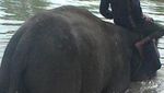 Petualangan Akhir Pekan Bersama Gajah Way Kambas