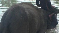Gajah ini jinak sekali
