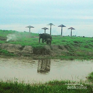 Petualangan Akhir Pekan Bersama Gajah Way Kambas