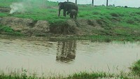 Gajah beserta anaknya yang sedang mencari makan