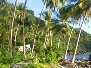 Petualangan Seru di Hutan Anambas