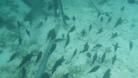 Ikan hitam kalimantan di Pulau Derawan