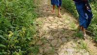 Rombongan ibu-ibu yang membawa hasil hutan untuk dijual