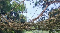 Jembatan Akar yang menjadi ikon tempat ini
