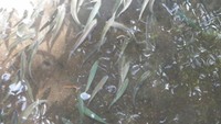 Banyak ikan sarden yang terlihat jelas