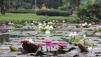 Kolam yang dihiasi dengan teratai